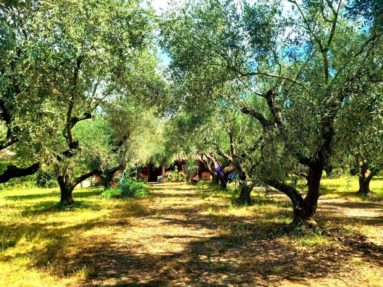 All'Ombra Degli Olivi Pisciarelli Экстерьер фото